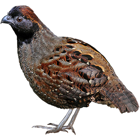 Black-Fronted Wood Quail